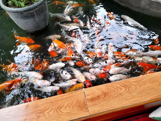Quán Cafe Vườn Cá KOI