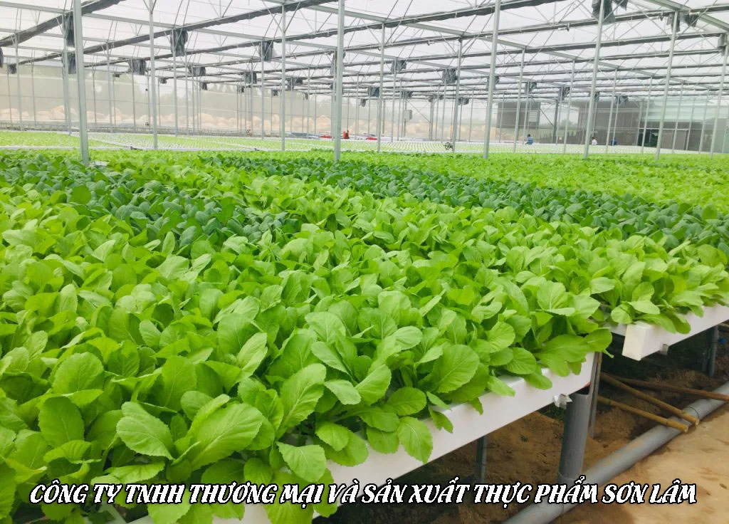 Công Ty TNHH Thương Mại Và Sản Xuất Thực Phẩm Sơn Lâm